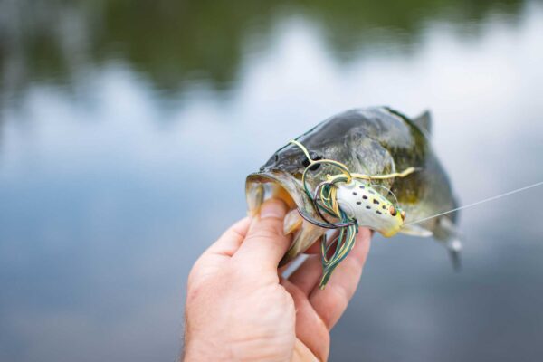 bass fishing mn 2